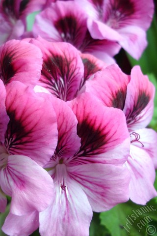 A mobile wallpaper and MMS picture for Apple iPhone 7s, 6s, 5s, 4s, Plus, iPods, iPads, New iPads, Samsung Galaxy S Series and Notes, Sony Ericsson Xperia, LG Mobile Phones, Tablets and Devices: Dark pink mottled Pelargonia -Geranium- flower.
